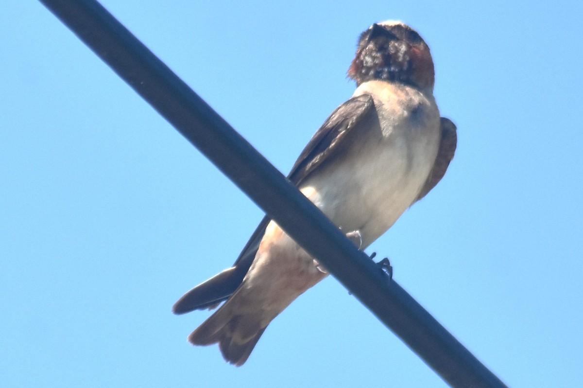 Golondrina Risquera - ML644726723