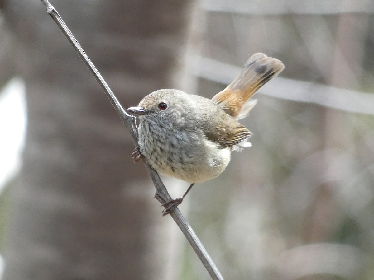 Brown Thornbill - ML644726737