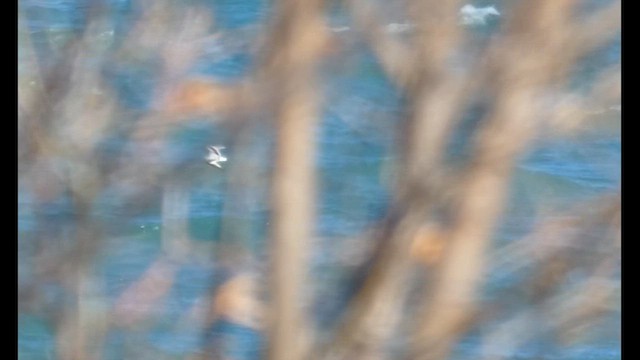 Мартиновий sp. - ML644726738