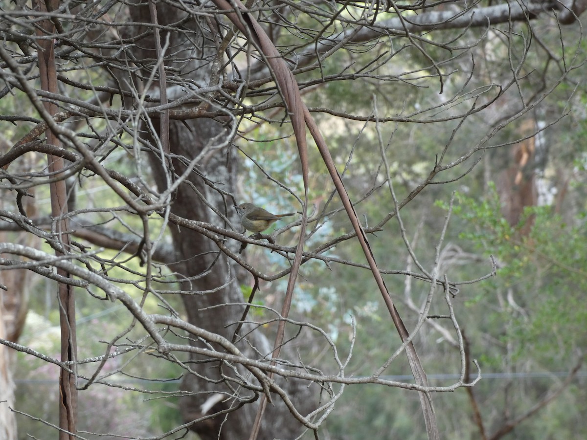 Brown Thornbill - ML644726739