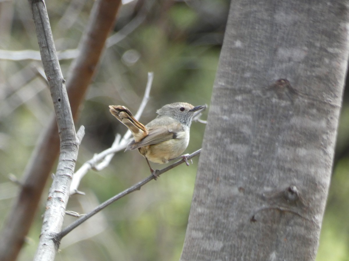 Brown Thornbill - ML644726740