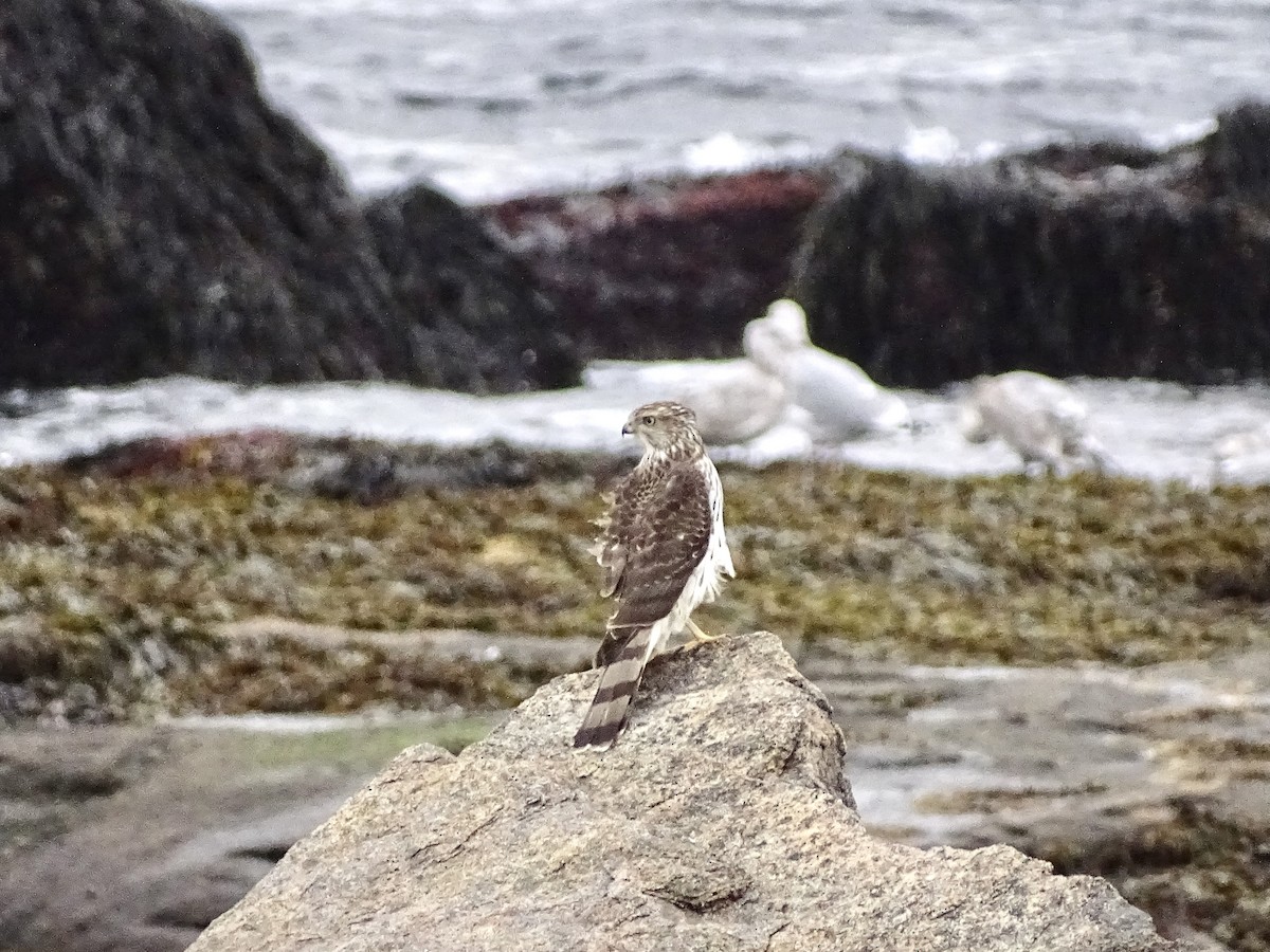 Cooper's Hawk - ML644726749
