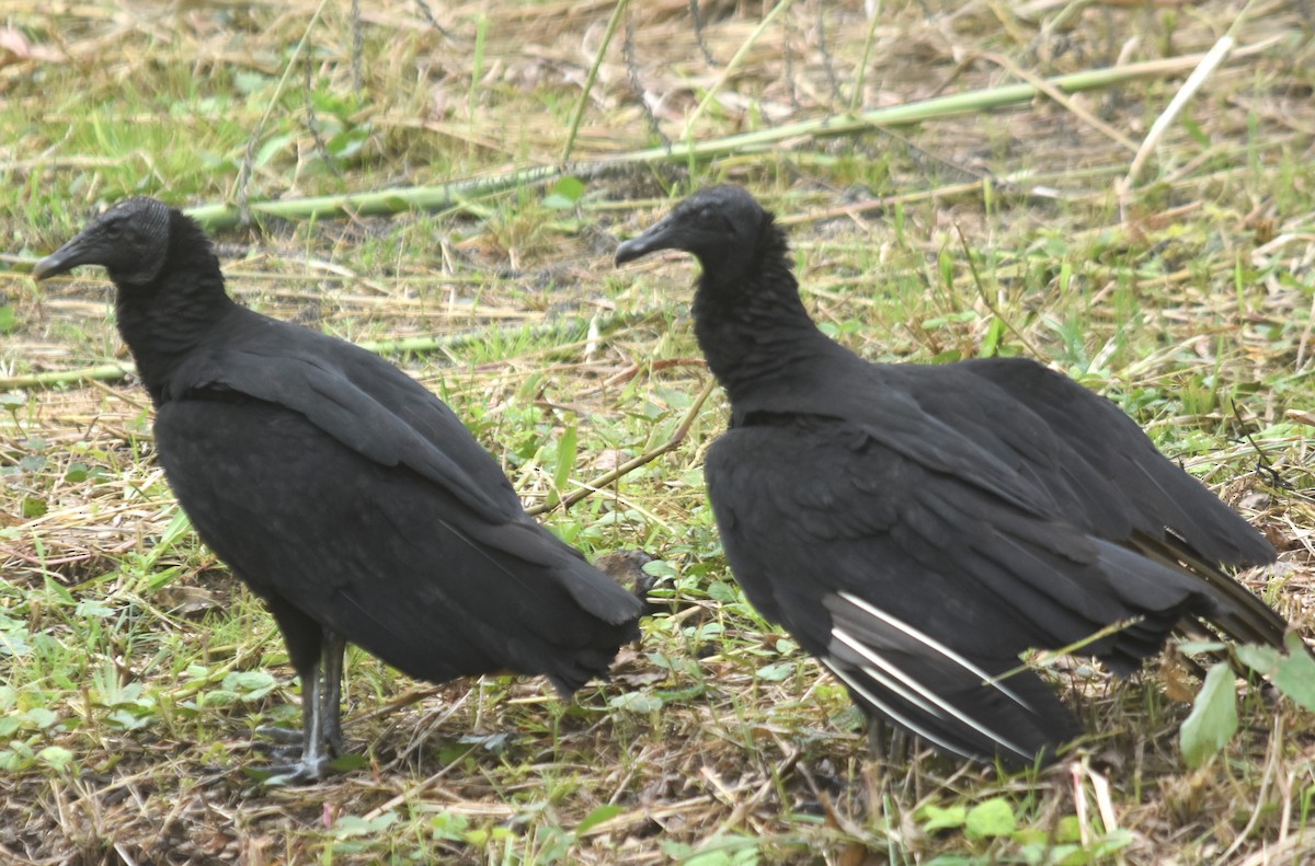 Black Vulture - ML644726766