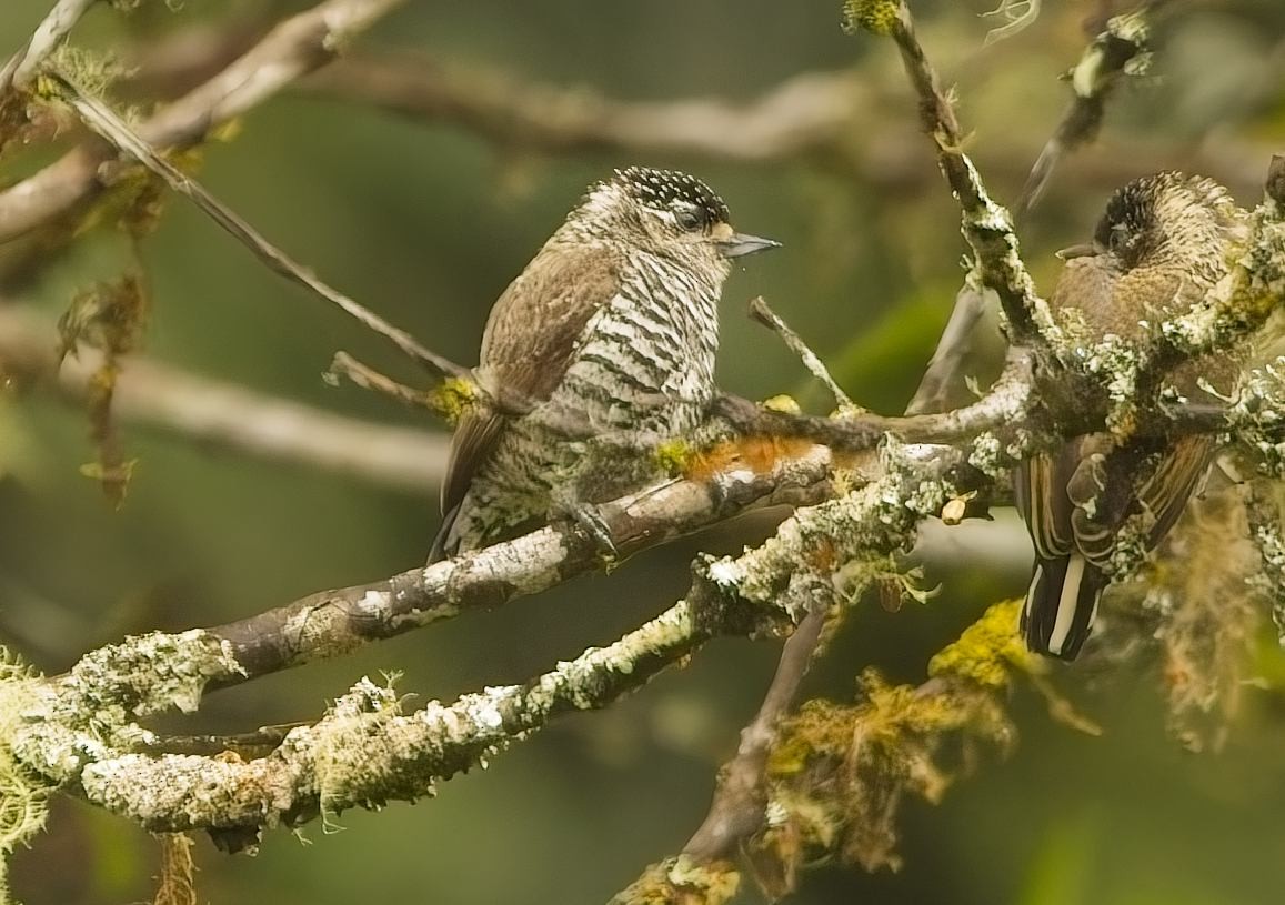 シロスジヒメキツツキ - ML644726767