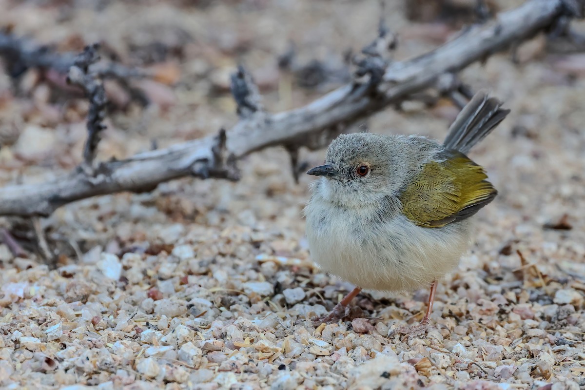 Green-backed Camaroptera - ML644726771