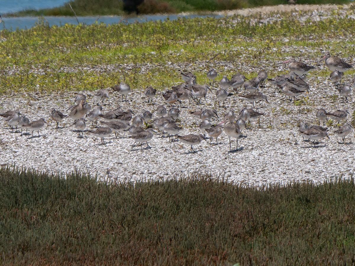 Bécasseau maubèche - ML644726773