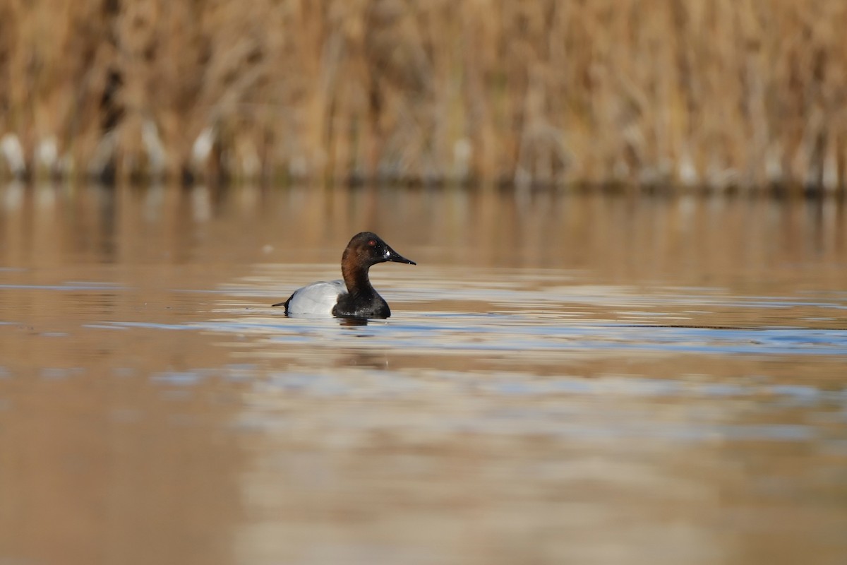 Murgilari bizkarzuria - ML644726779