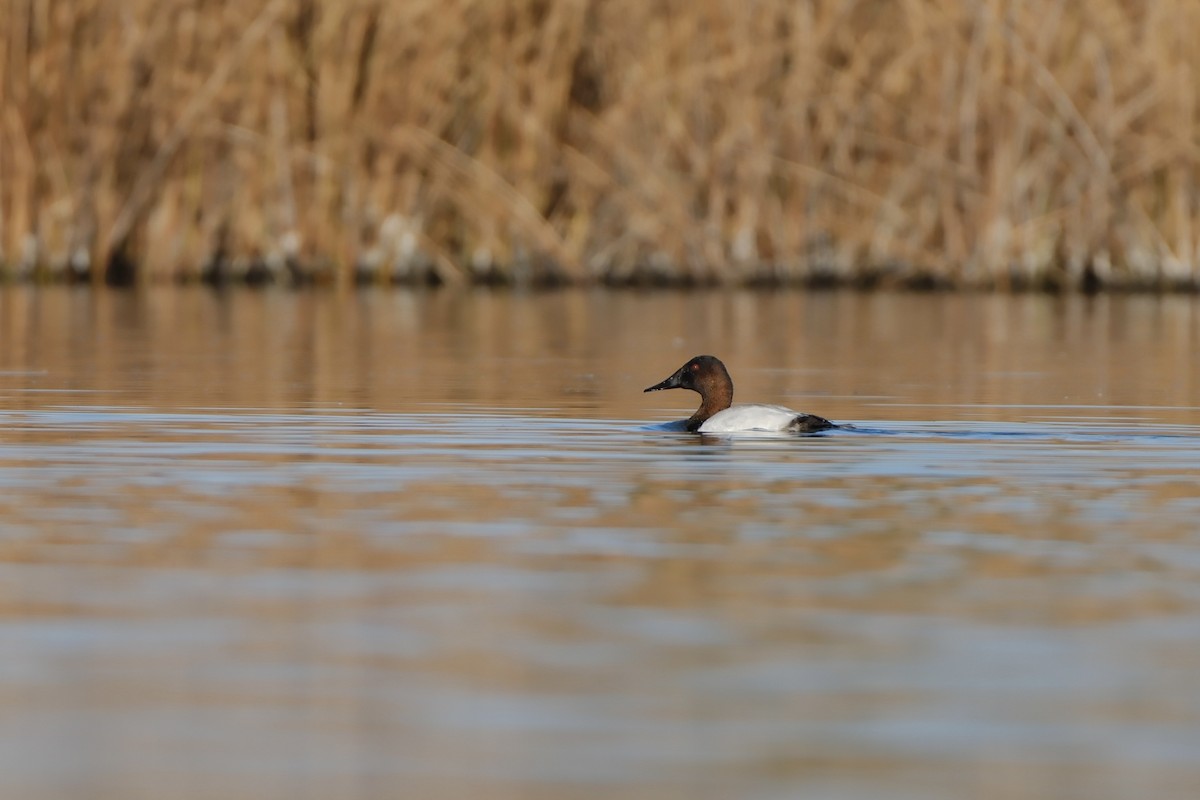 Murgilari bizkarzuria - ML644726780