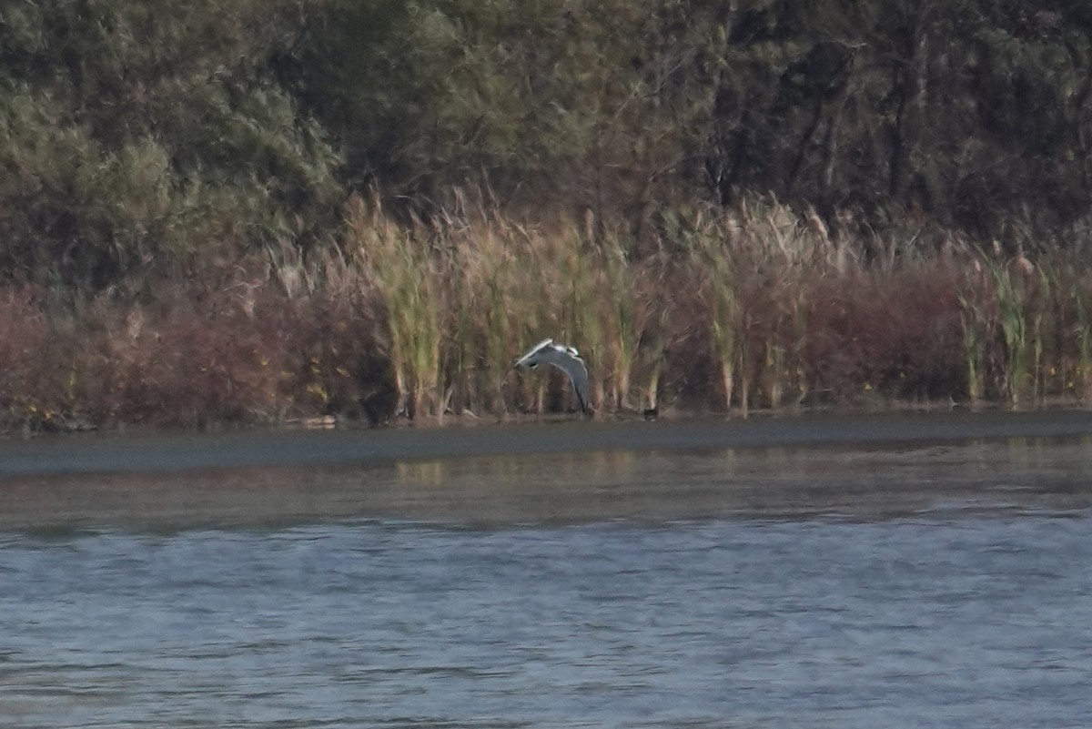 Forster's Tern - ML644726784