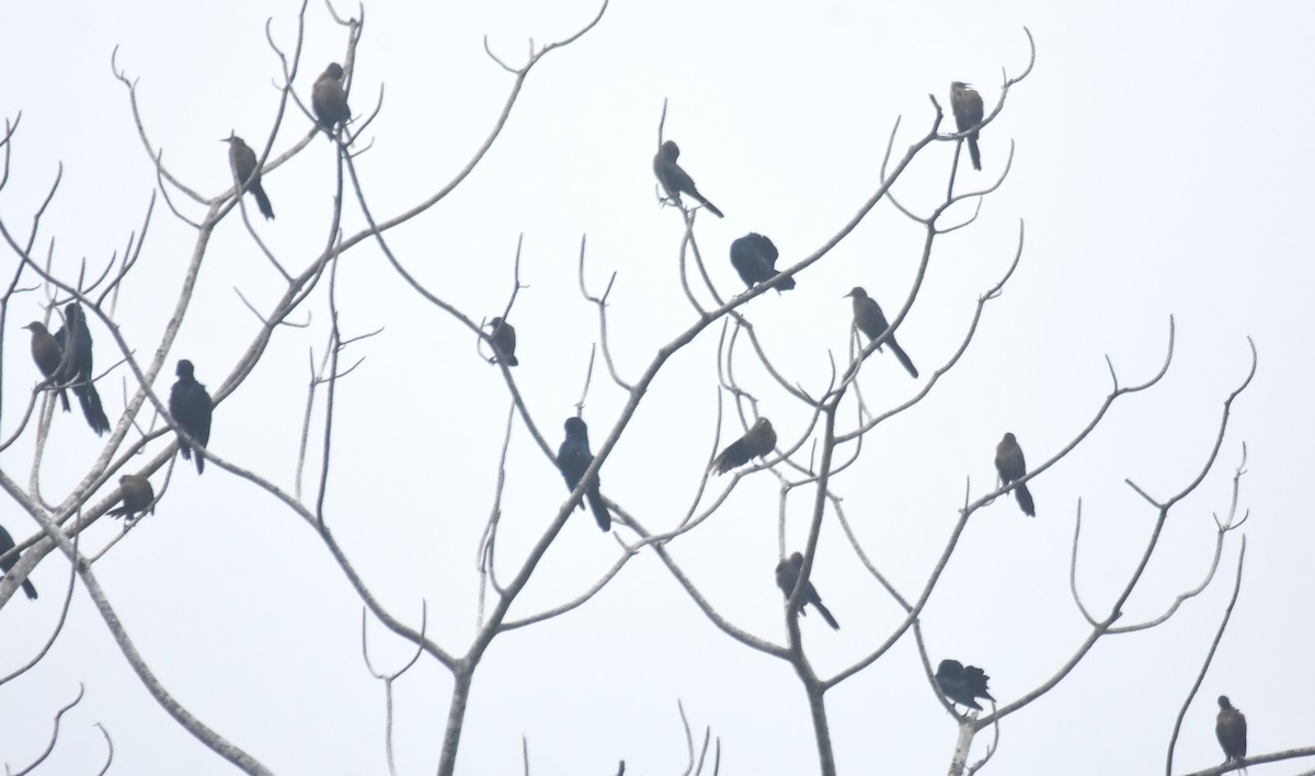 Great-tailed Grackle - ML644726790