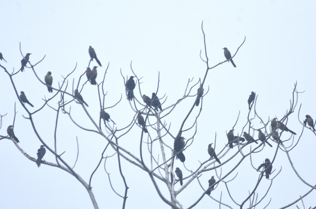 Great-tailed Grackle - ML644726791