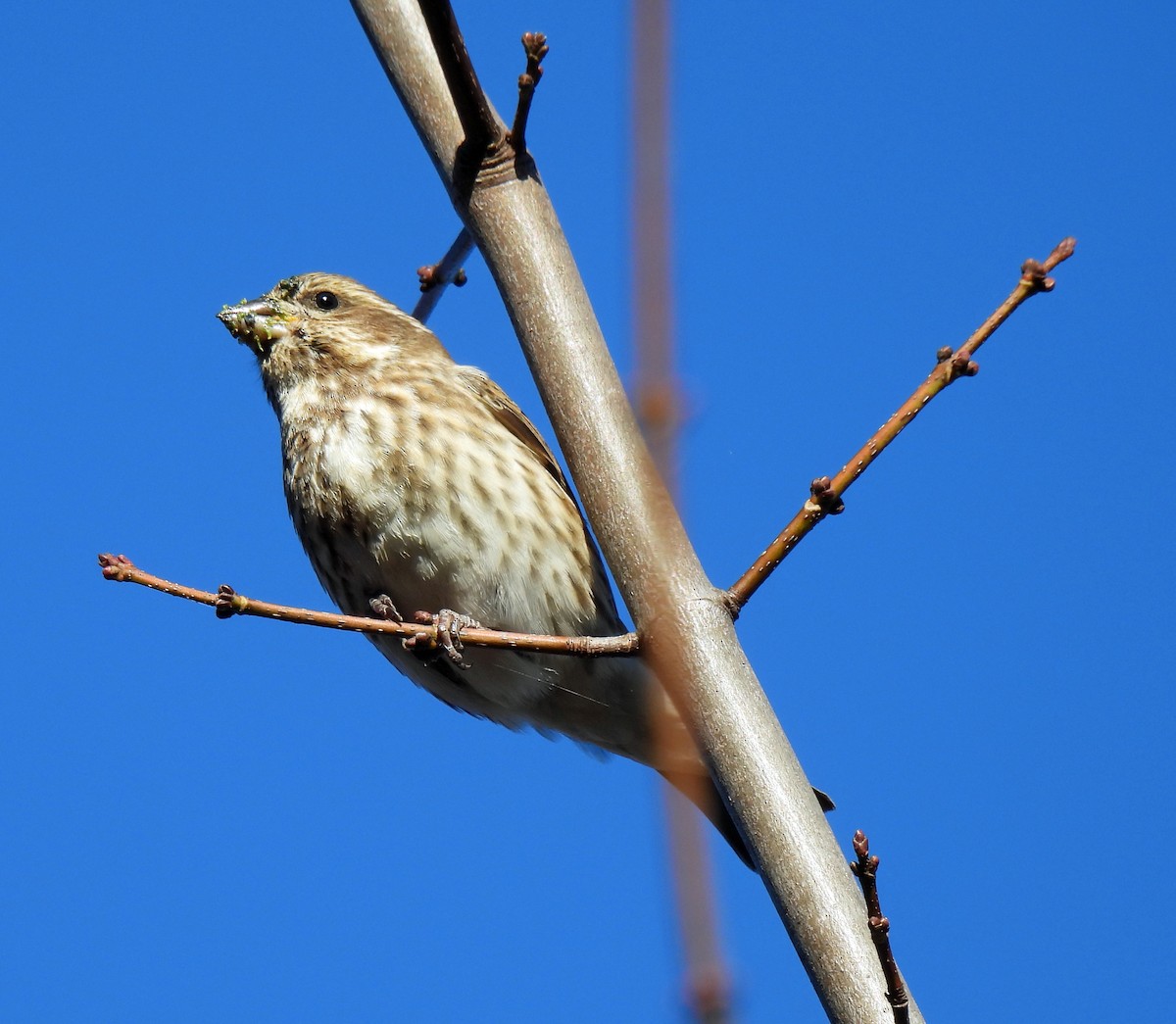 Purple Finch - ML644726795