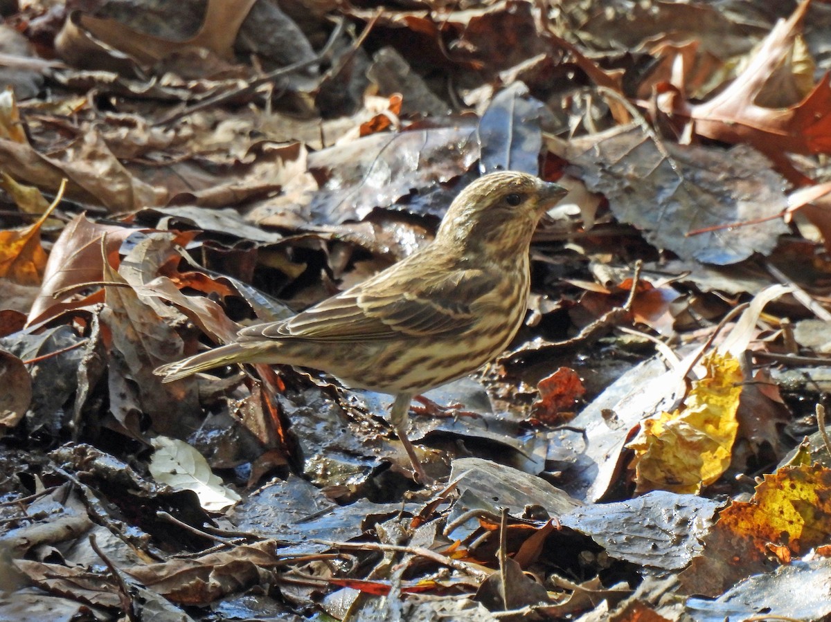 Purple Finch - ML644726796