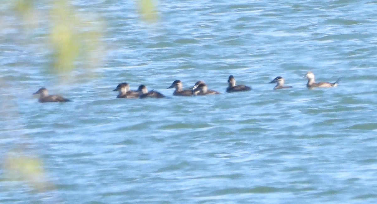 Schwarzkopf-Ruderente - ML644726798