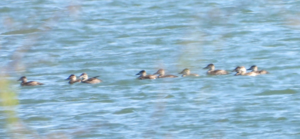 Schwarzkopf-Ruderente - ML644726799