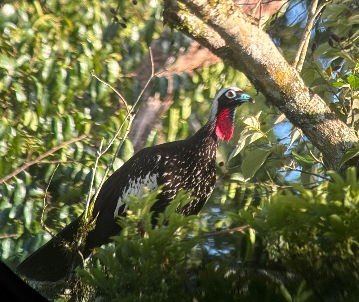 guan černočelý - ML644726801