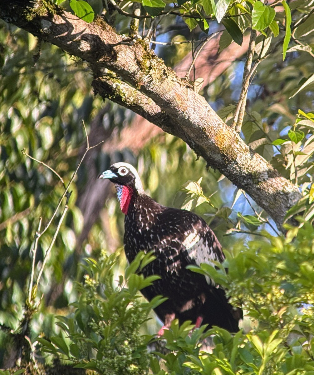 guan černočelý - ML644726802