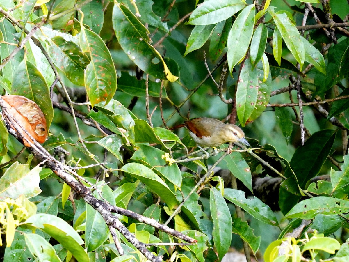 Russet Antshrike - ML644726818