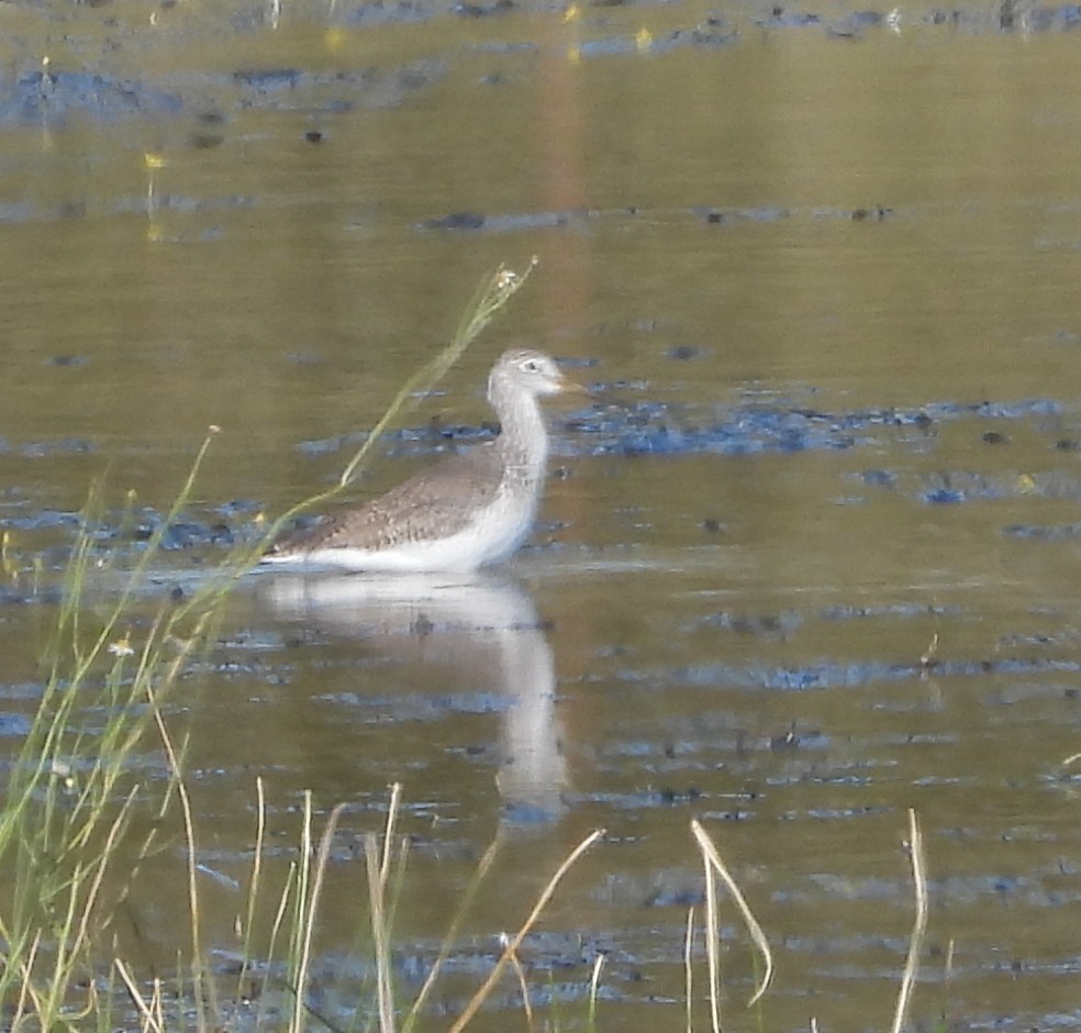 Коловодник строкатий - ML644726832