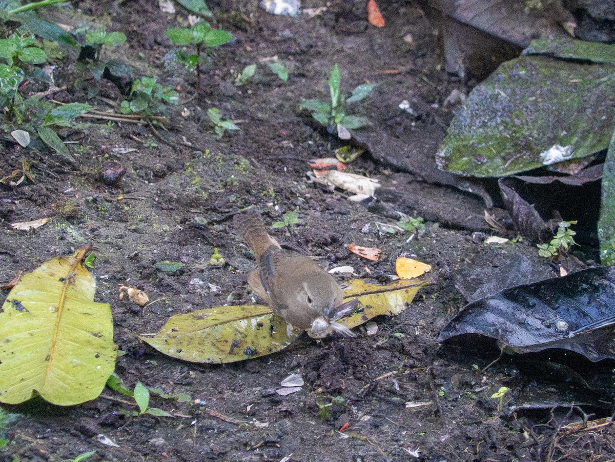 Southern House Wren - ML644726836