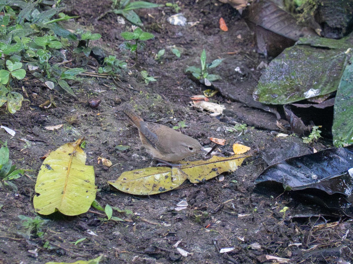 Southern House Wren - ML644726837