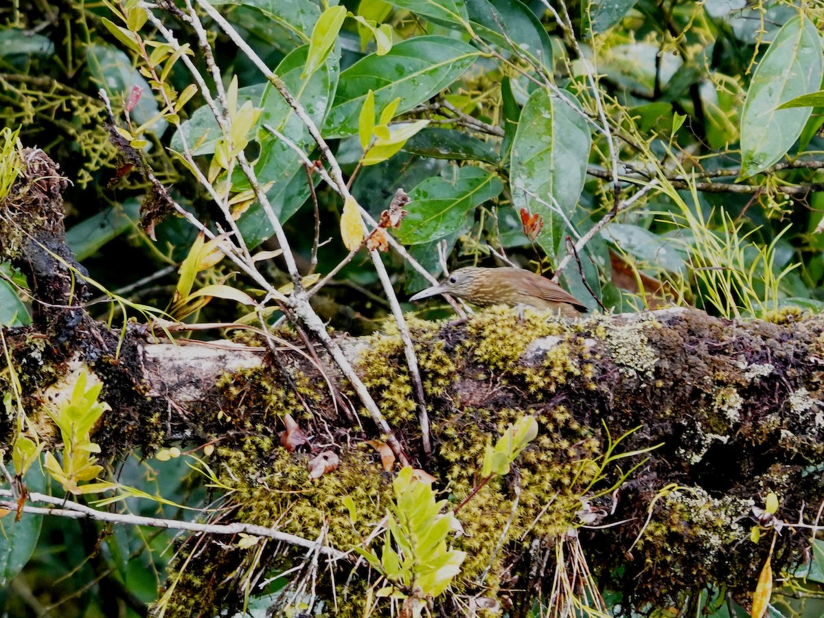 Ocellated Woodcreeper - ML644726838