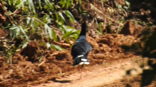 Razor-billed Curassow - ML644726856
