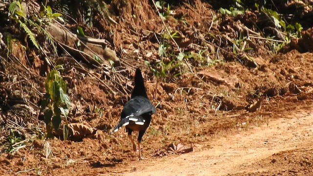 Razor-billed Curassow - ML644726858