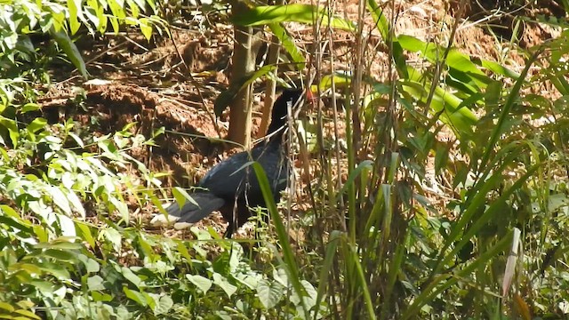 Razor-billed Curassow - ML644726860