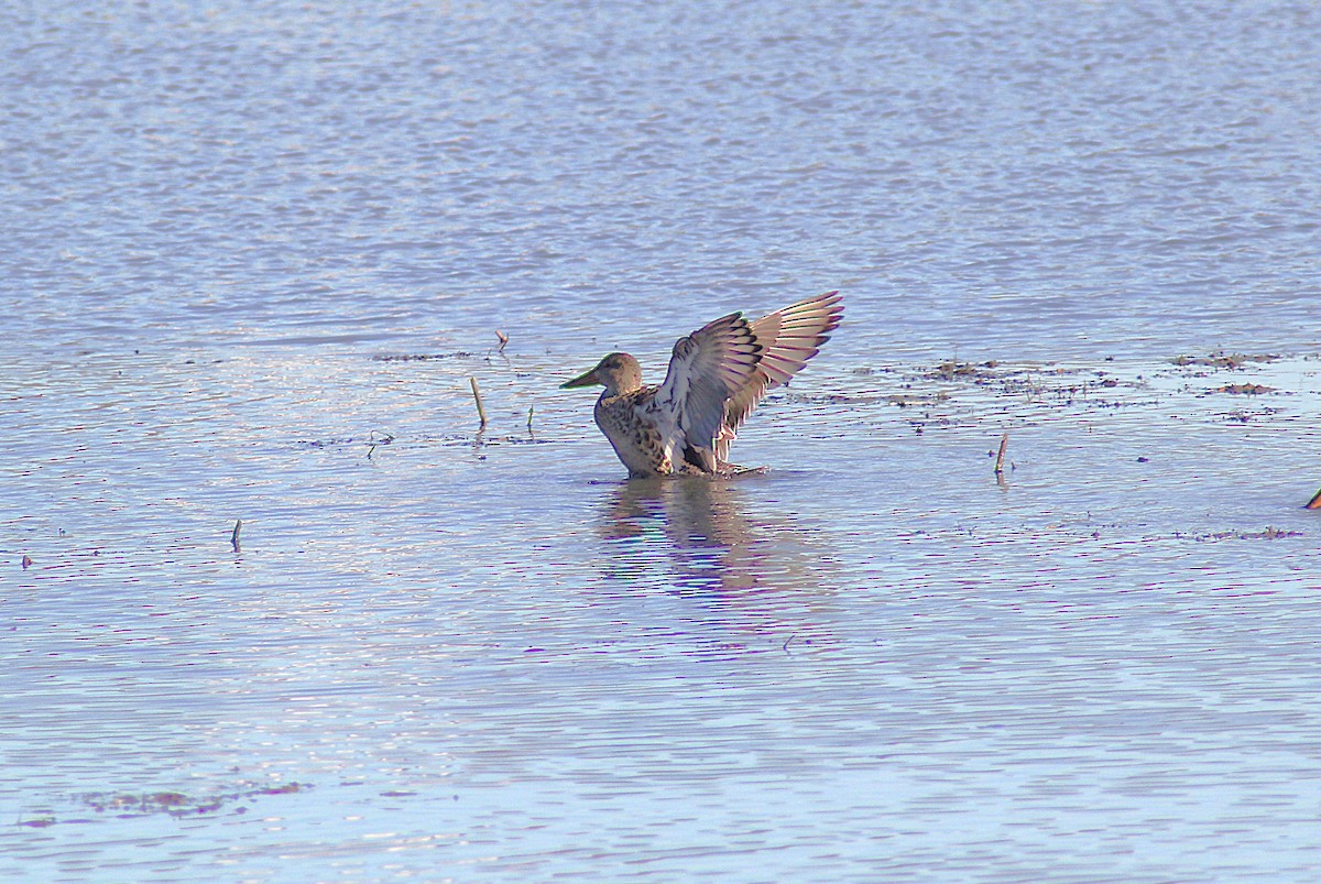 Mestolone - ML644726869