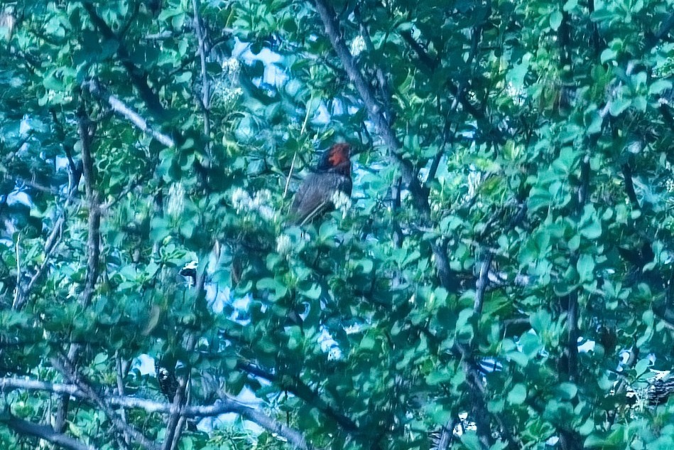 Black-collared Barbet - ML644726894