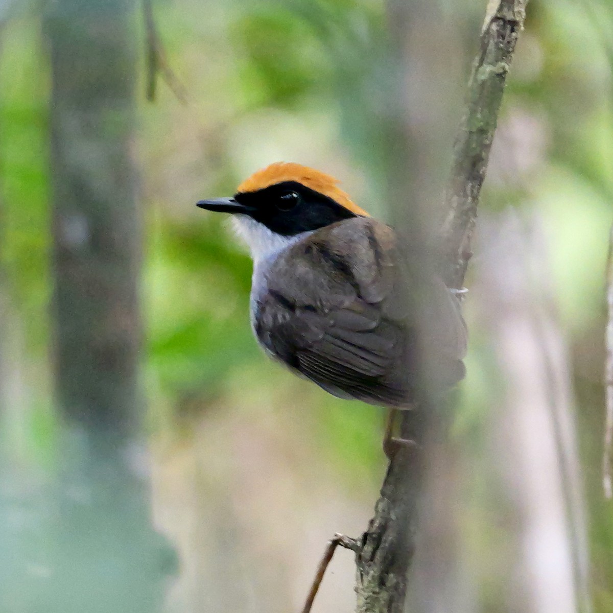 Black-cheeked Gnateater - ML644726908
