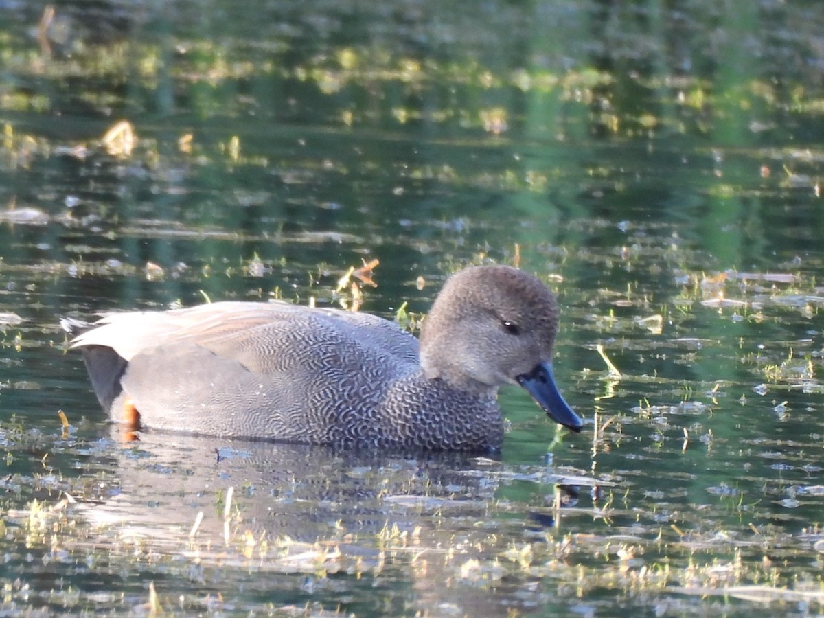 Ánade Friso - ML644726909