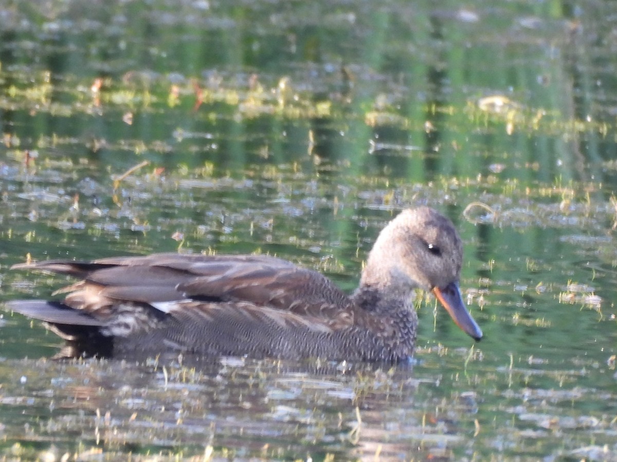 Ánade Friso - ML644726910