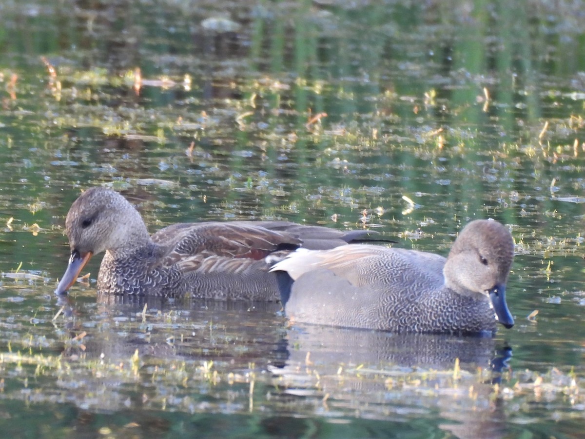 Ánade Friso - ML644726911