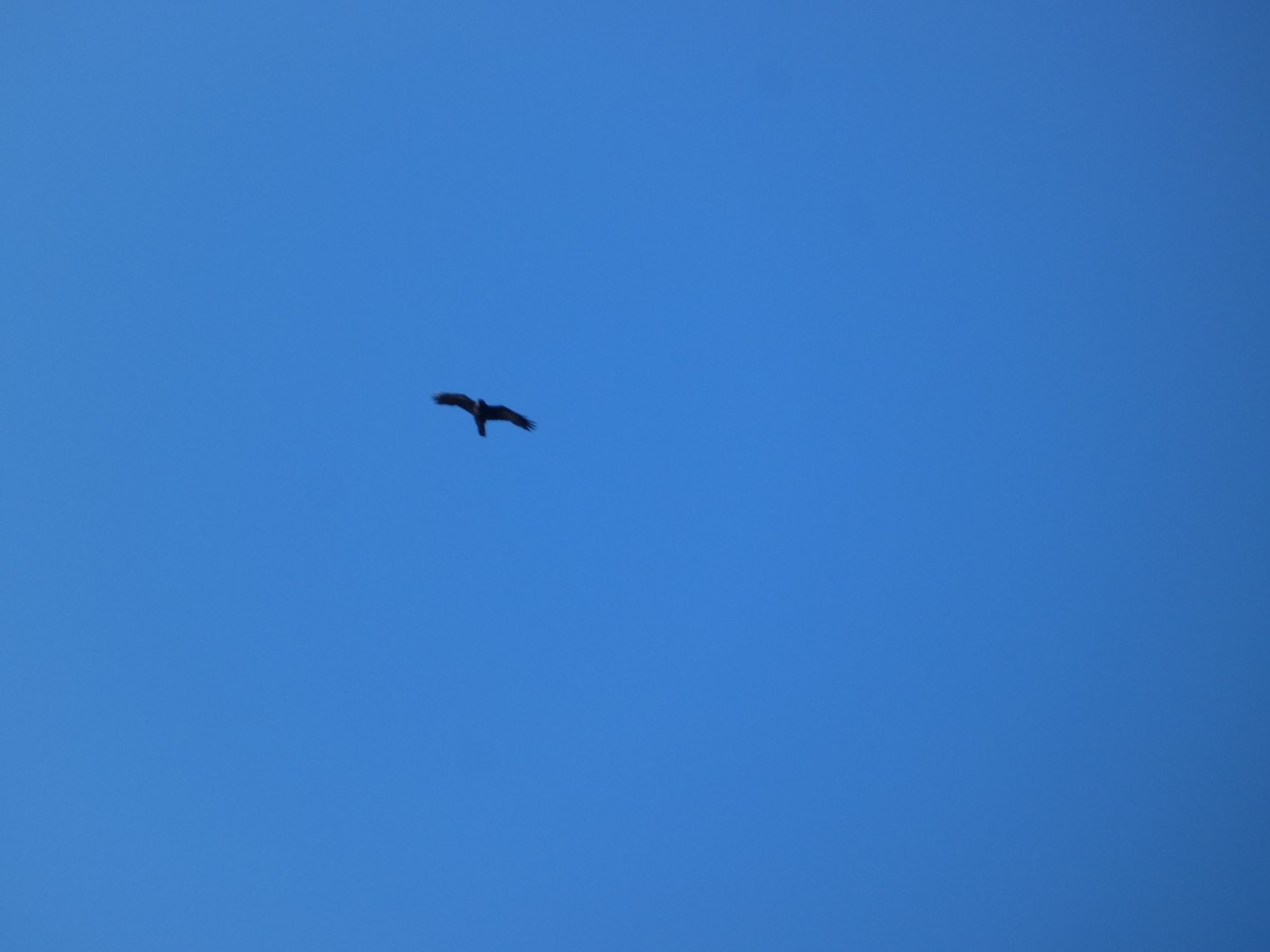 hawk sp. - ML644726920