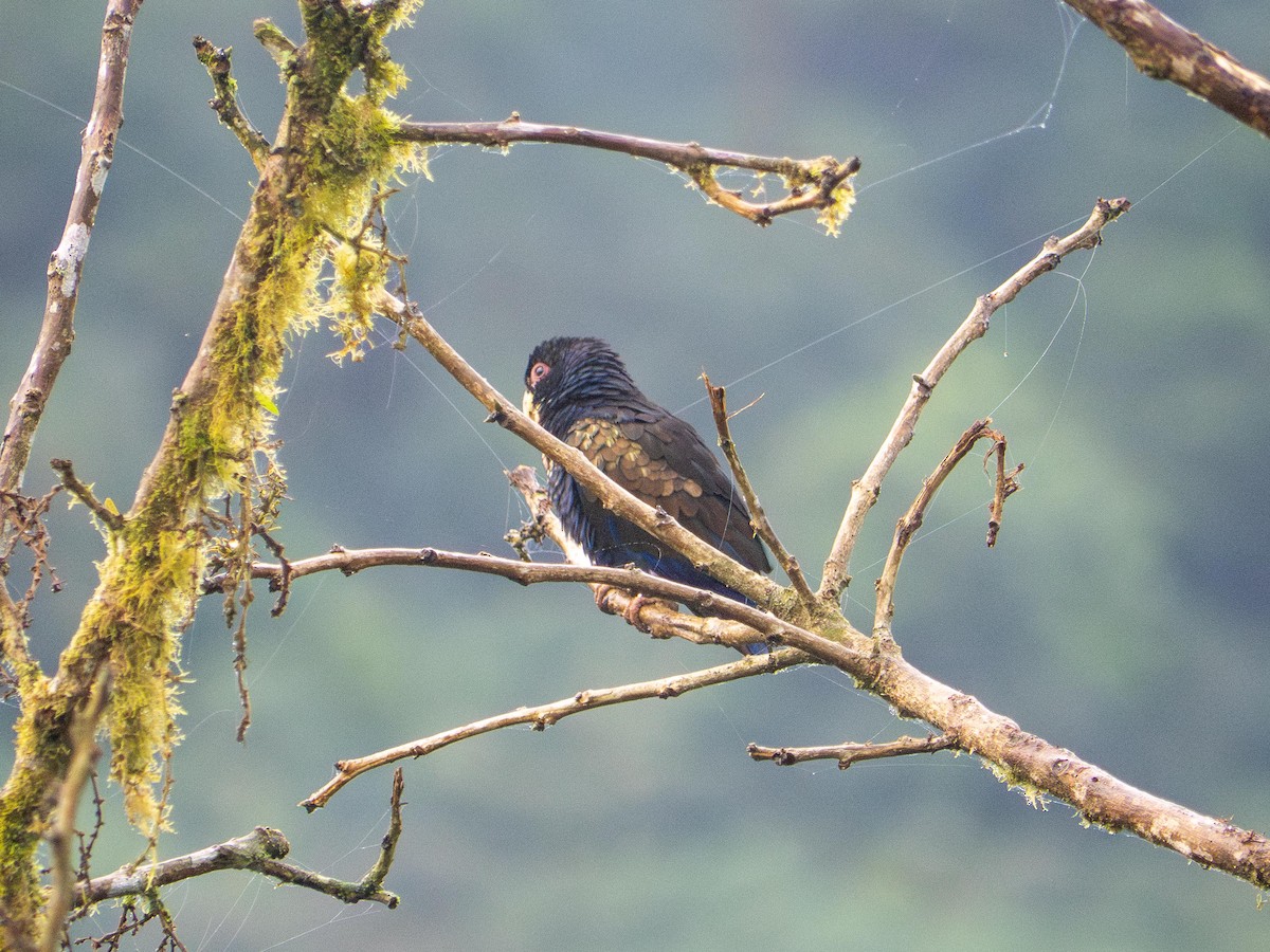 Bronze-winged Parrot - ML644726922