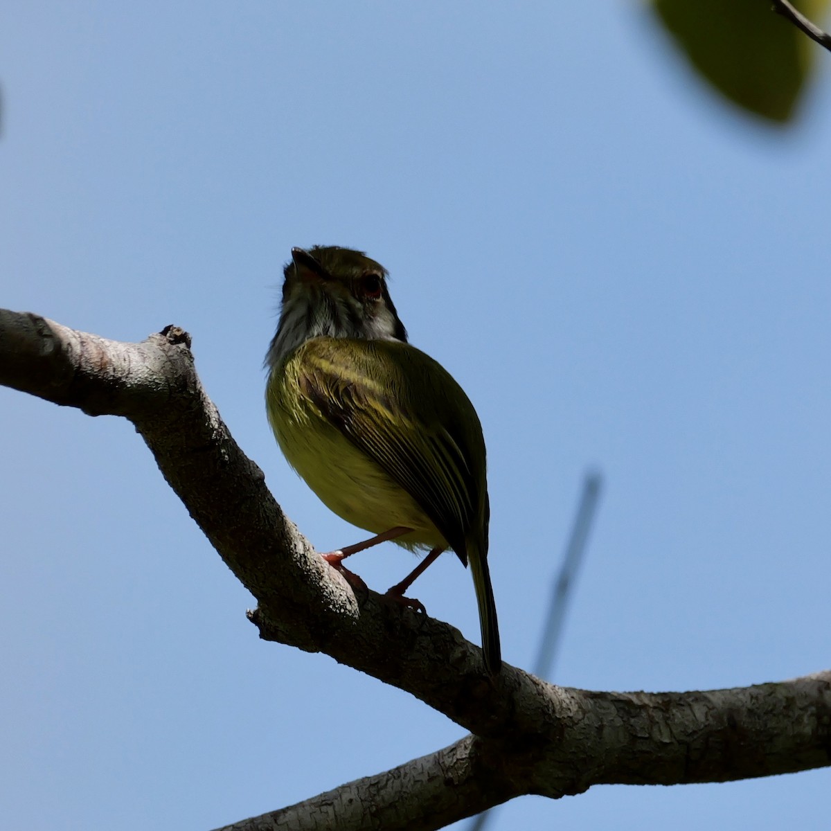 Ohrfleck-Zwergtyrann - ML644726924