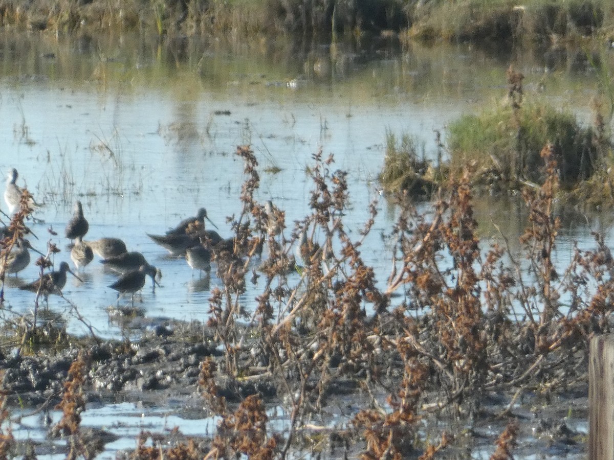 Bécassin à long bec - ML644726934