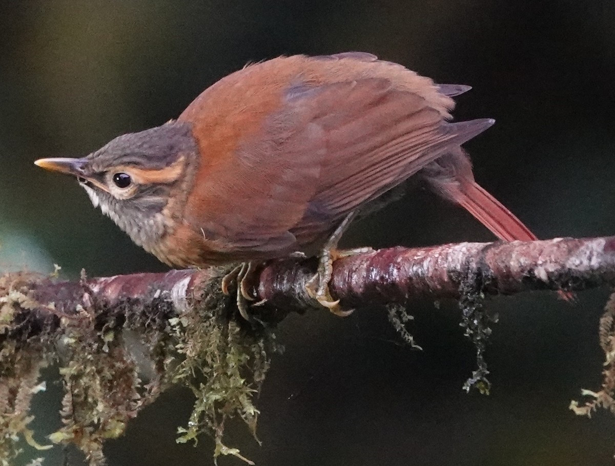 Scaly-throated Foliage-gleaner - ML644726940