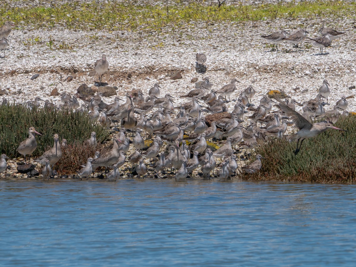 Bécasseau maubèche - ML644726942