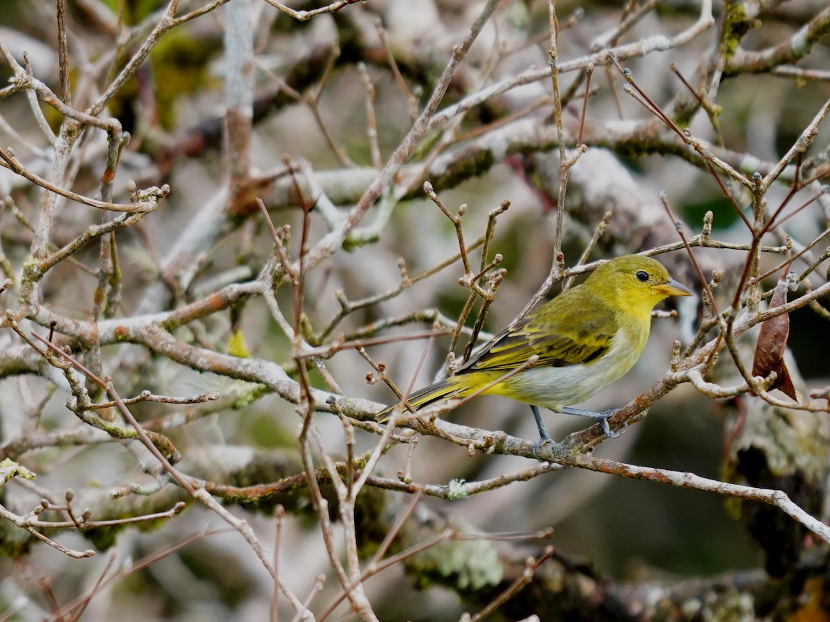 Yellow-backed Tanager - ML644726943
