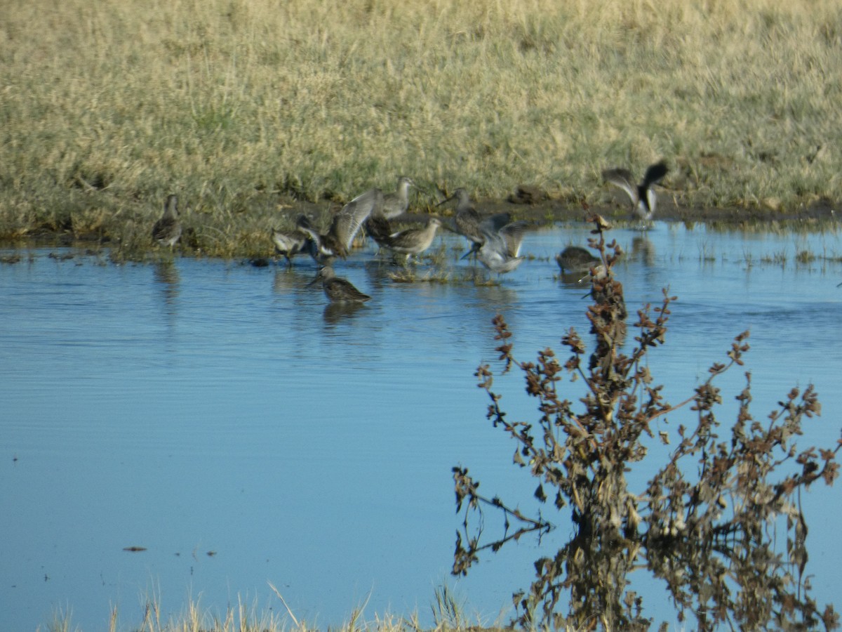 Bécassin à long bec - ML644726947