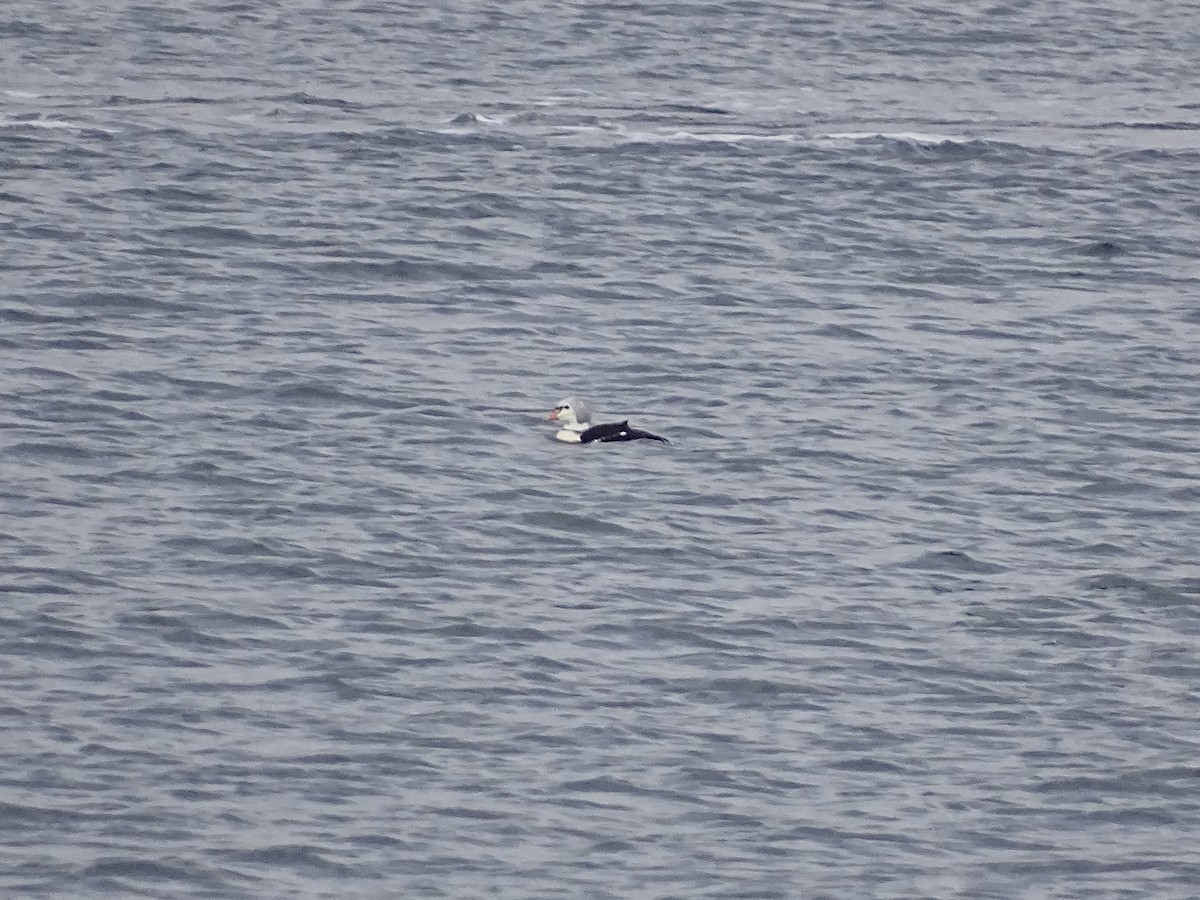 Гага-гребенушка - ML644726955