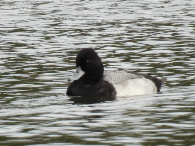 bergand - ML644726959