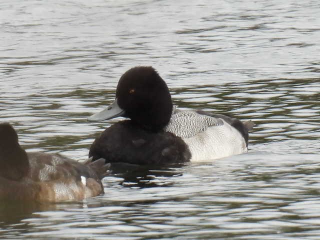 bergand - ML644726960