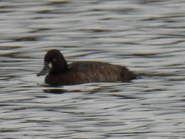 bergand - ML644726961