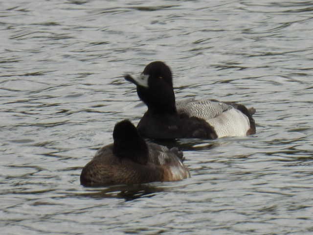 bergand - ML644726962