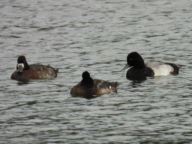 bergand - ML644726963