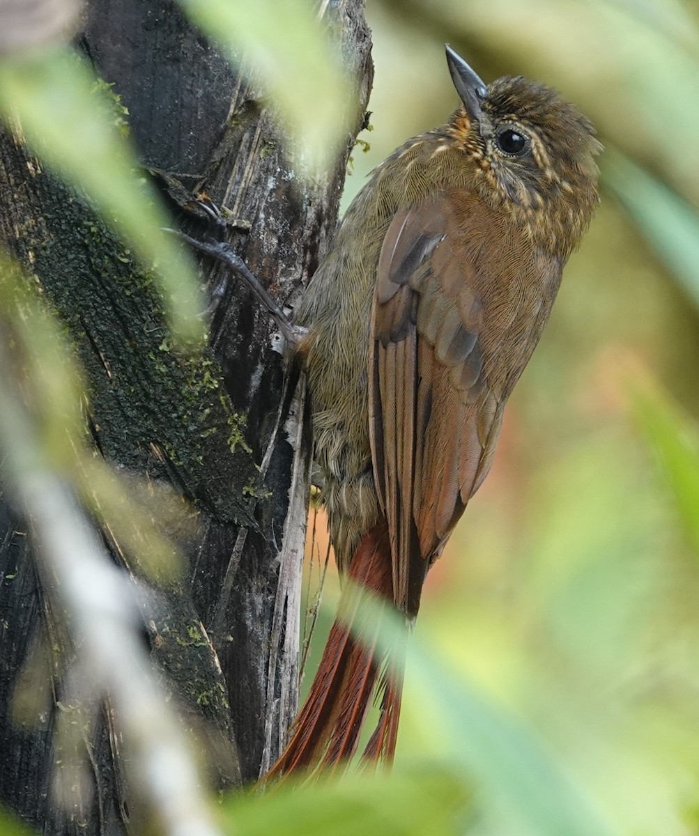 Wedge-billed Woodcreeper - ML644726965